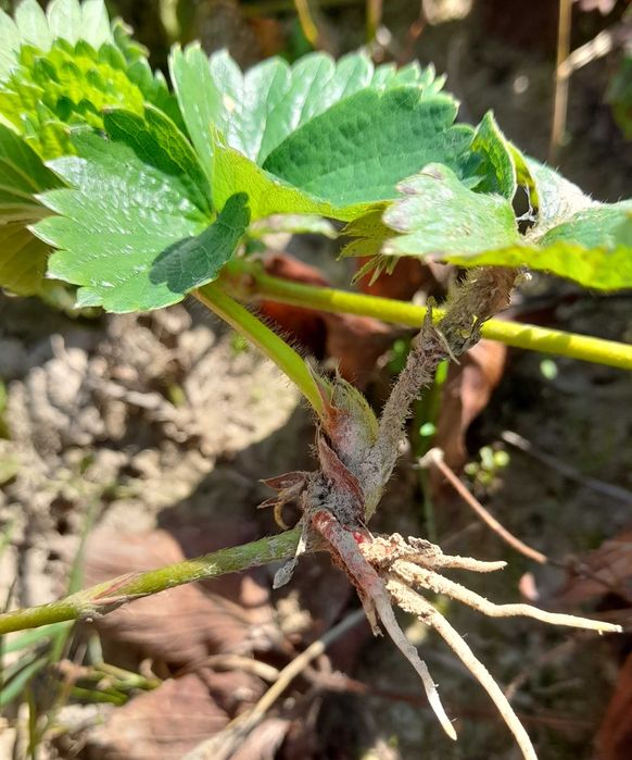 Sadzonki truskawek Elsanta odmiana wczesna