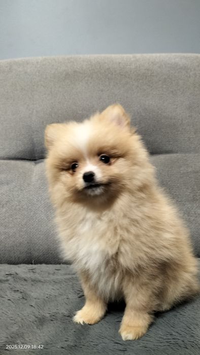 Rudy piesek szpic miniaturowy