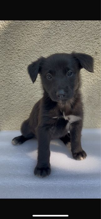 Cães bebés para adoção responsável