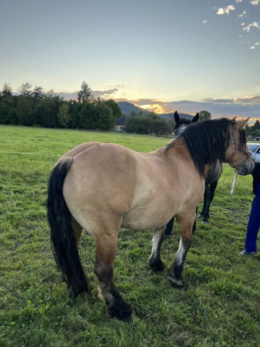 Ogier zimnokrwisty  klacz kobyła i źrebie