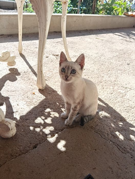 Dou gatinha com 4 mesinhos