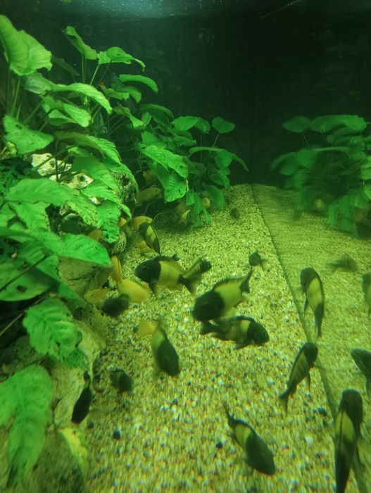 Labidochromis caeruleus yellow