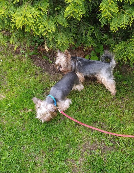 Yorkshire Terrier - szczenięta