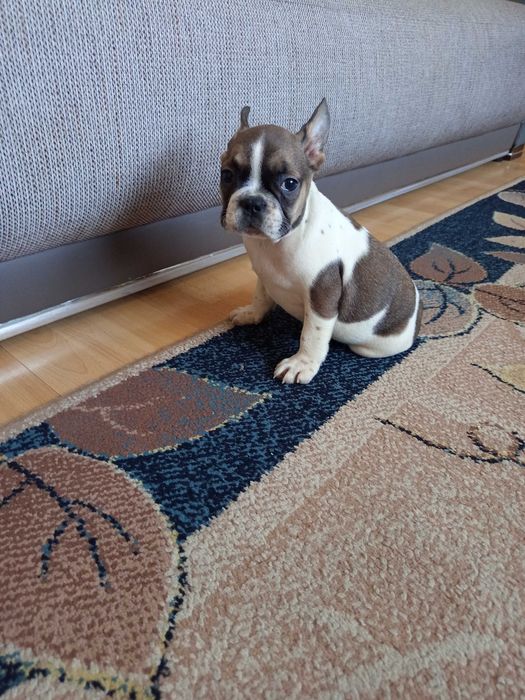 Buldog Francuski polecam !