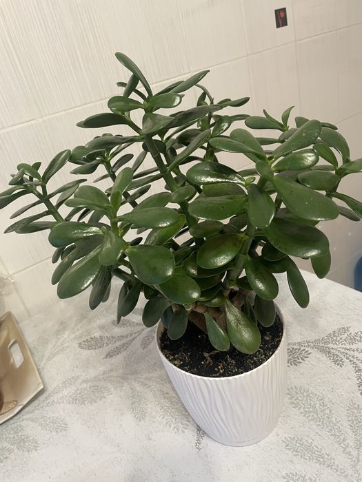 Грошове дерево вазон