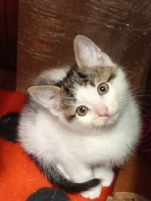 Маленький клубочок щастя.