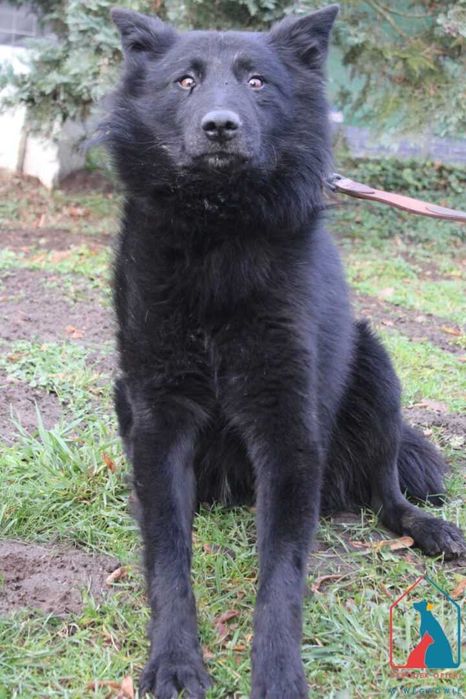 Piesek Sorek szuka domu