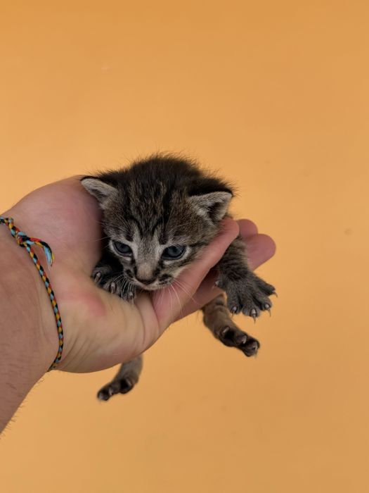 Adoção gatinhos bebés