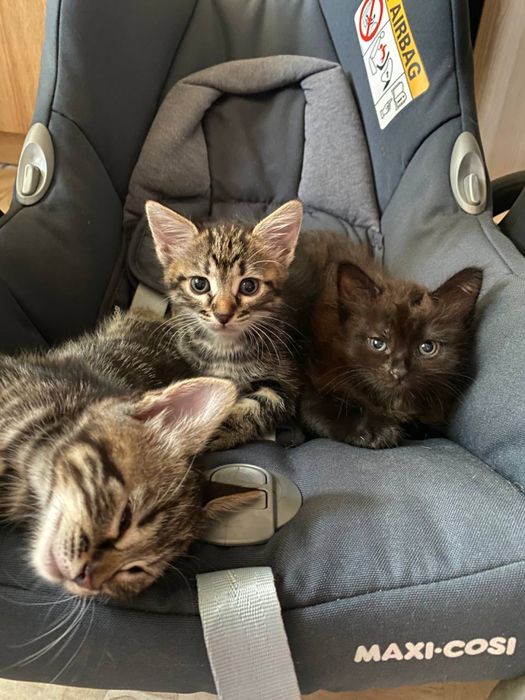 Віддам кошенят безкоштовно