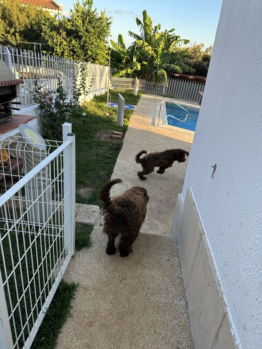 Cao de água portugues castanho- ultimo