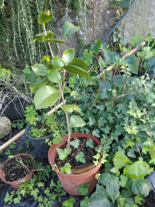 Camélia Japoneira replantar