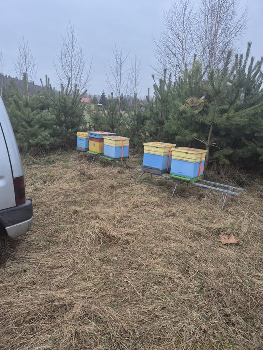 Sprzedam ule i rodziny pszczele