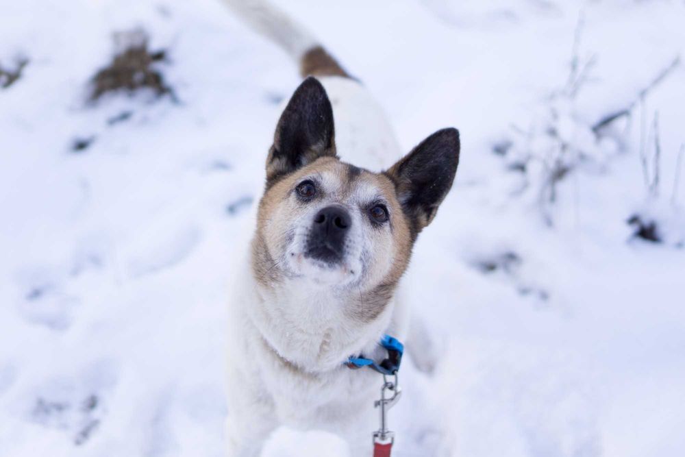 10 letni Remik  - adoptuj go!