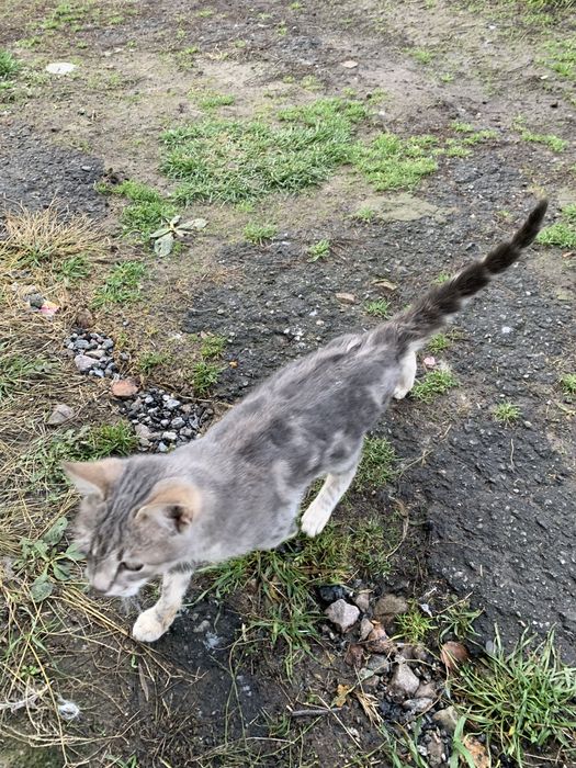 Котенятко в пошуку родини