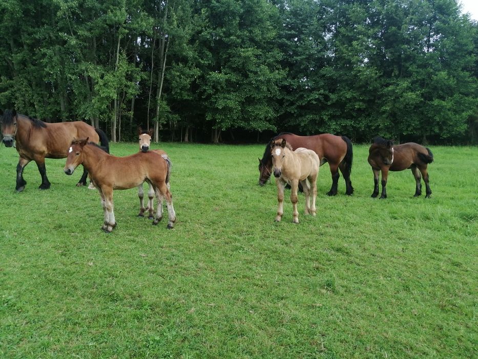 Pilnie Sprzedam !!! klacz kobyła koń konie zimnokrwiste