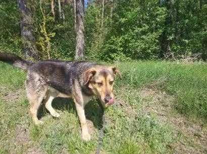 Bas-Baryton - pies nadzwyczajny w schronisku bez wolontariatu