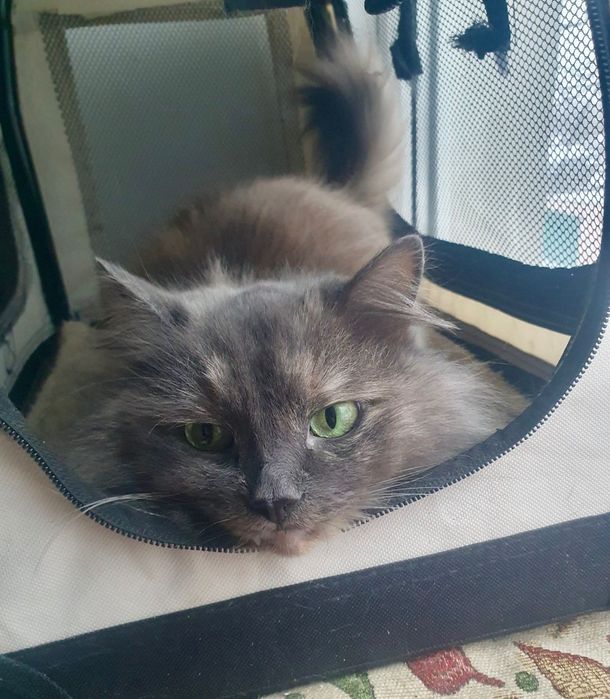 Соня шукає дім .