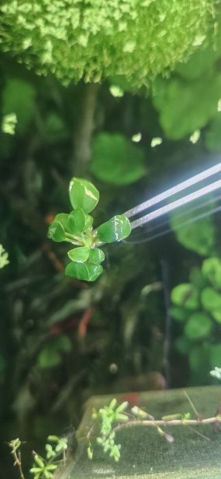 7 Plantas anubia mini (anubia Barteri sp. Mini/ Petite)