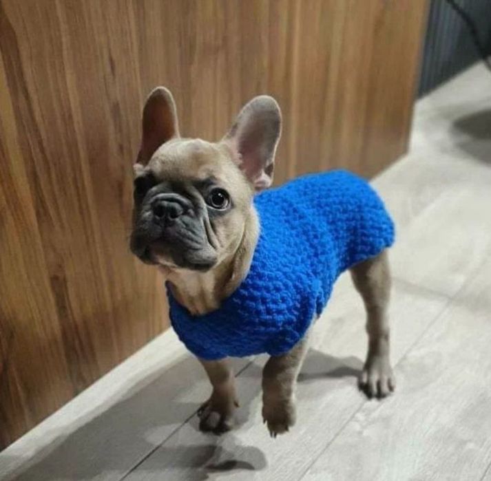 Вязаная одежда для собак, сфинксов, котов, свитера на собак
