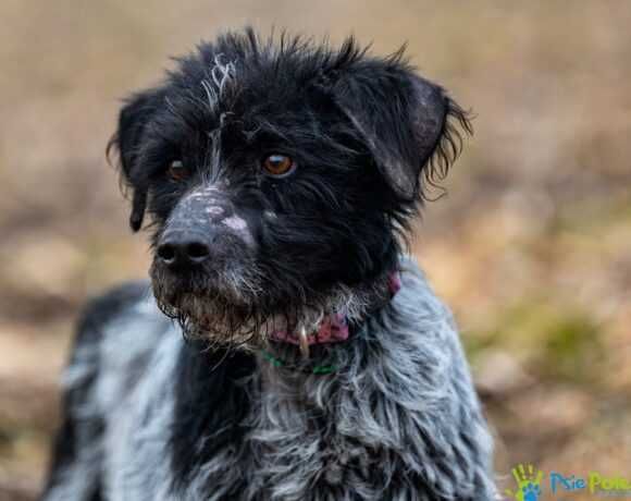 Miły, kontaktowy psiak MOZART szuka kochającego domku!