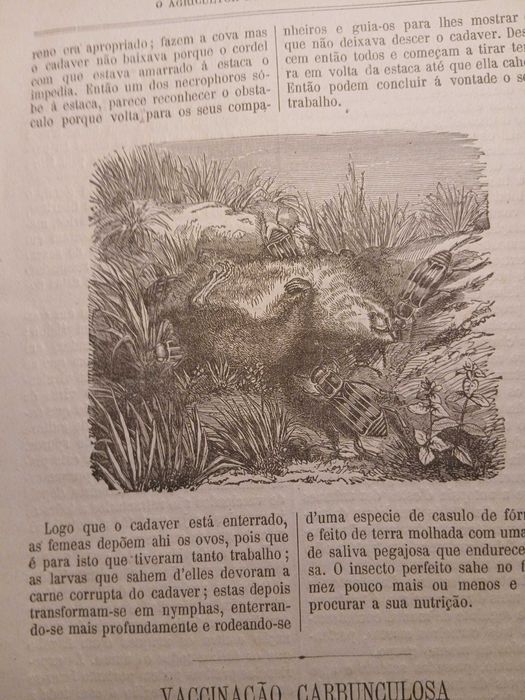 O Agricultor do Norte de Portugal (Volume IV - nº 8), 1881