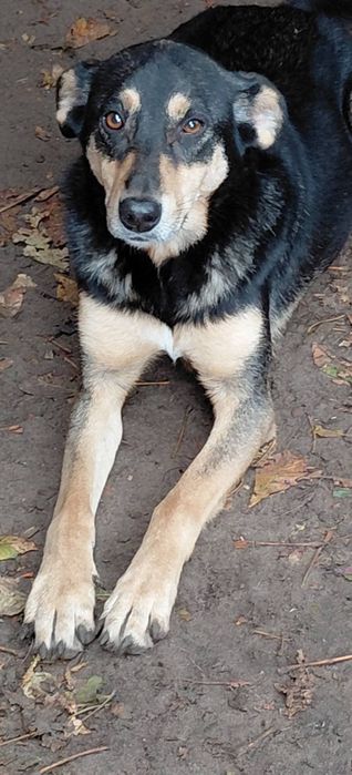 Прилаштовується гарна дівчинка