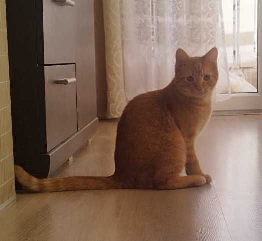 Rudy kocurek i jego mama trikolorka