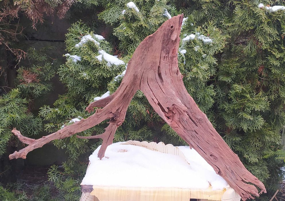 Wielki korzeń mangrowca