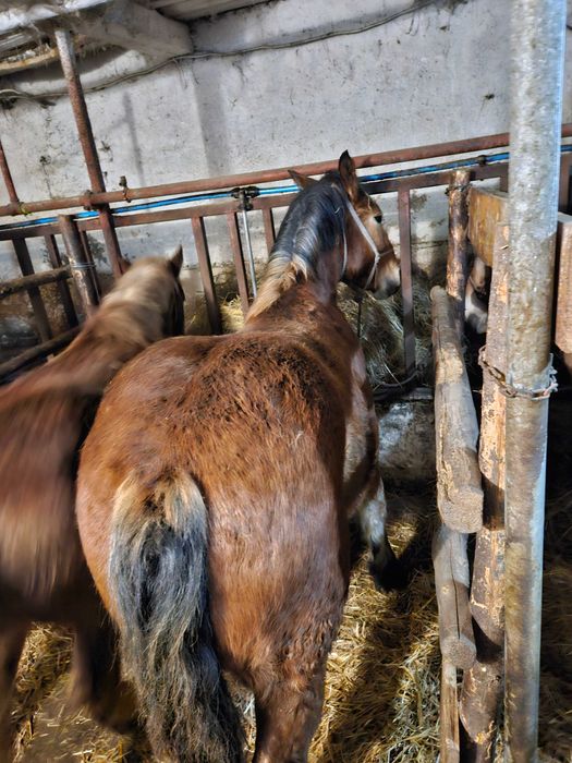 Sprzedam konie Zimnokrwiste