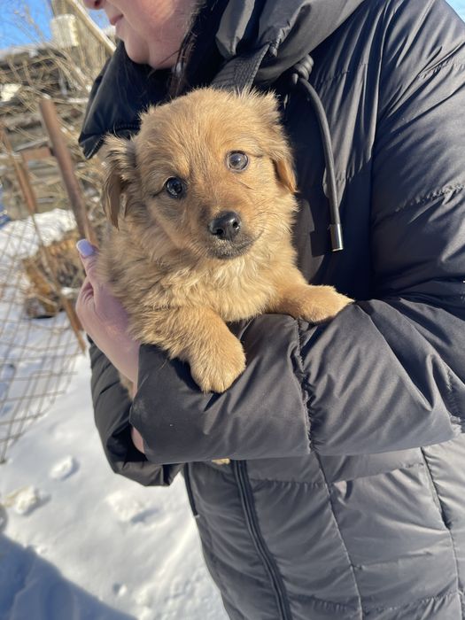 Відам цуциків в хороші руки