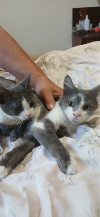 Котик Кай 9 місяців домашній