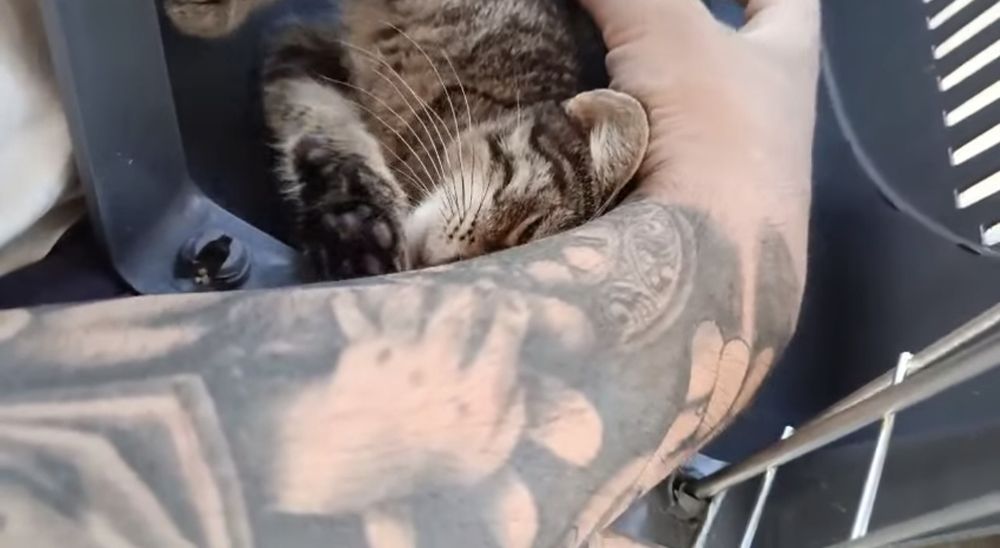 Gatinho 2 meses ADOÇÃO