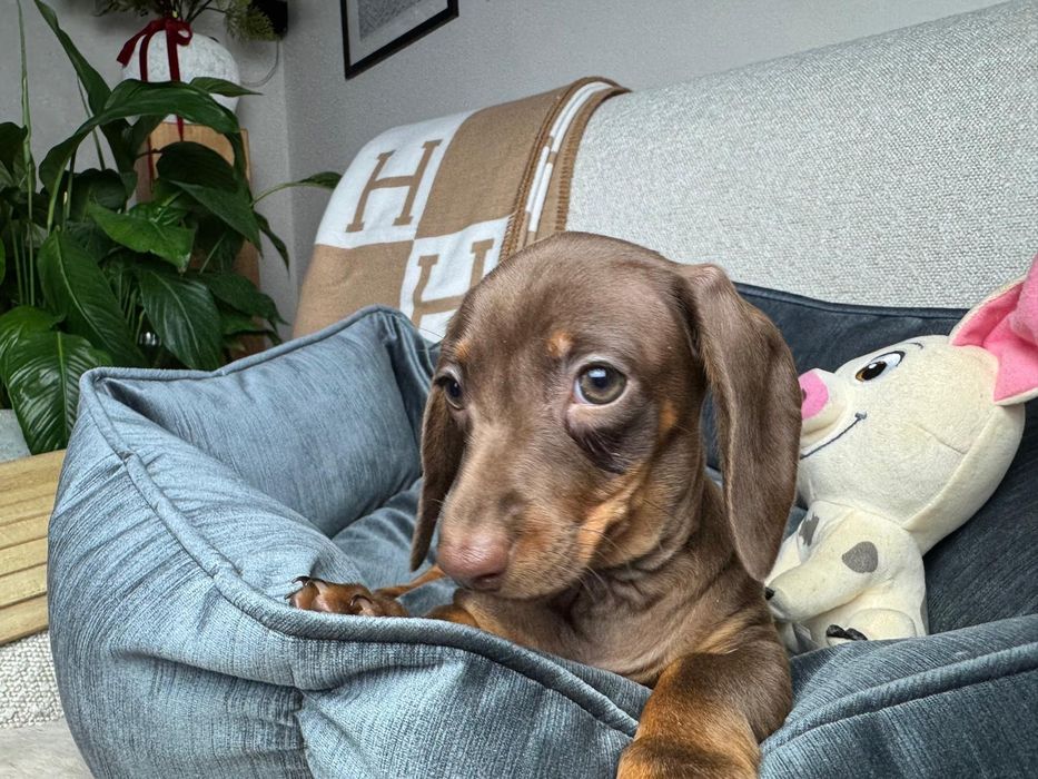 jamnik miniaturowy piesek choco tan