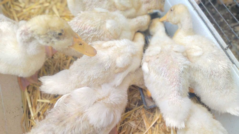 Sprzedam kaczki Pekin