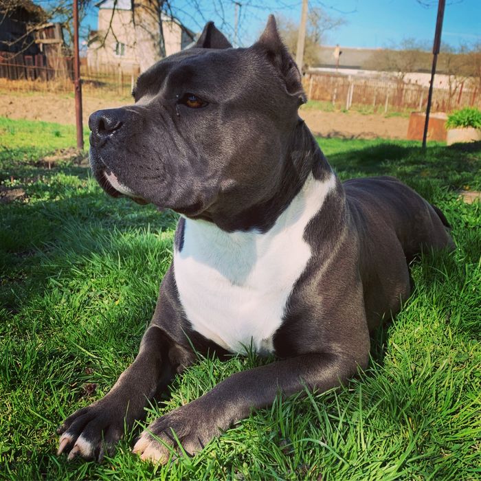 Стаффордширський тер'єр