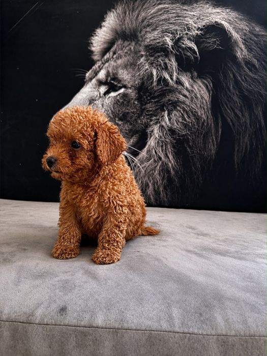 Caniche toy macho poodle toy