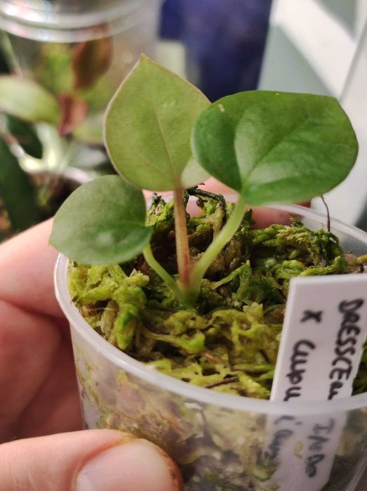 Anthurium Dressleri Indo x Luxurians