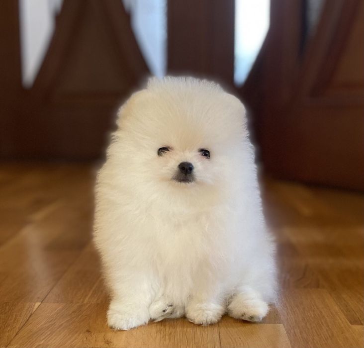 Цуценята померанського шпіца