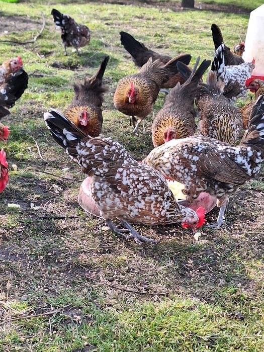 Karzełek Polski liliputy jaja kury kurczaki