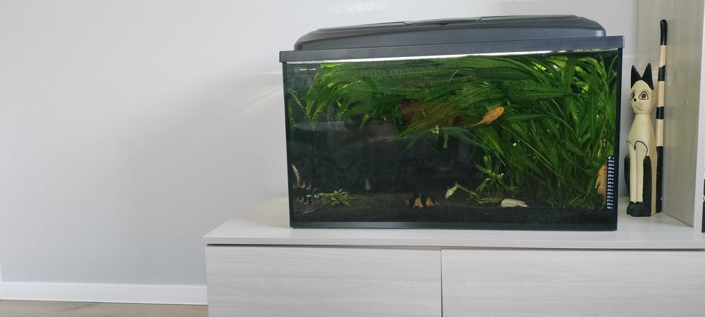 Akwarium 126 l z pokrywą