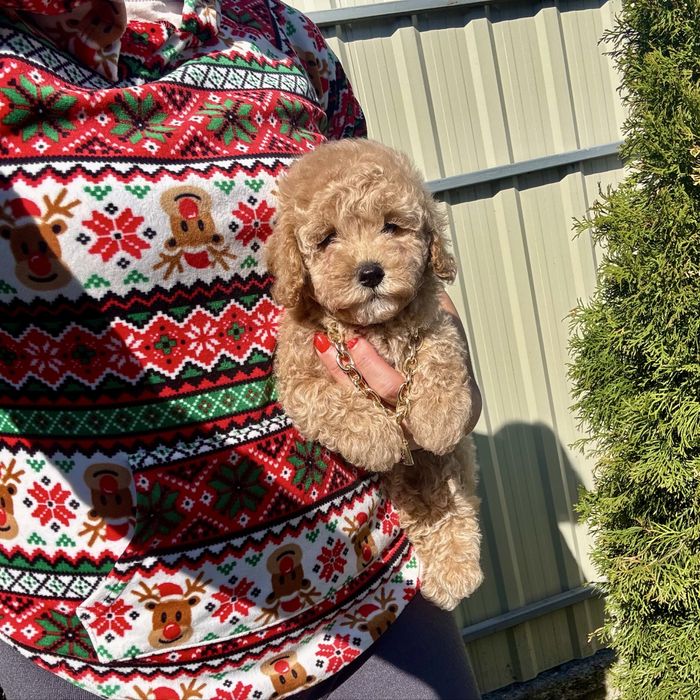 Гарненький мальтіпу F-2