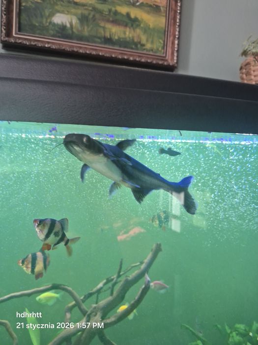 Sumik rekini zmieni akwarium