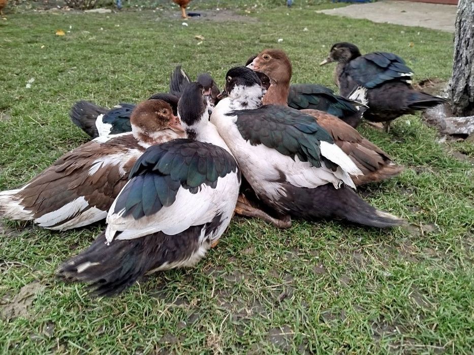 Індокачка, мускусні качки, качур