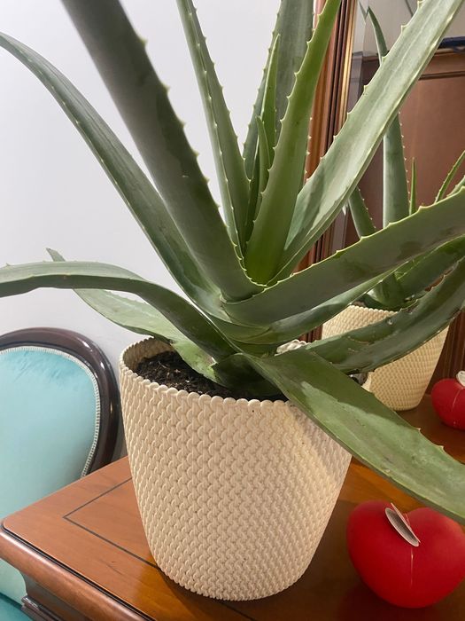 Aloé Vera(xarope do cato)