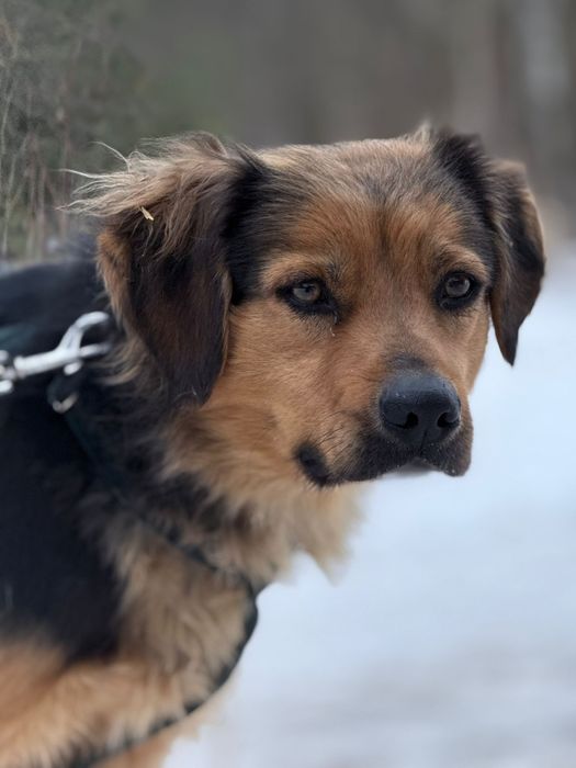 Ciekawska Gusia poleca się do adopcji