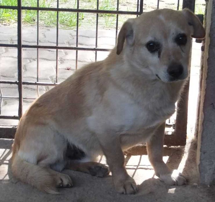 LIGOŃ mały biszkoptowy pies do adopcji
