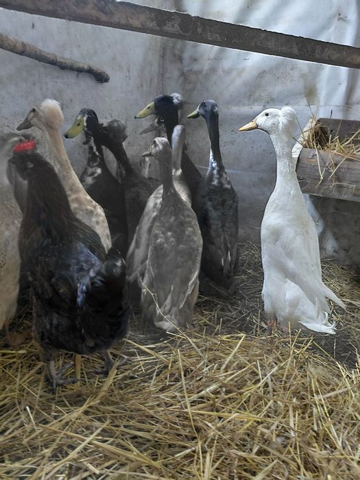 Sprzedam biegusy czubate i zwykłe