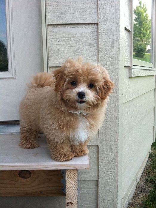 Пушистая терапия каждый день