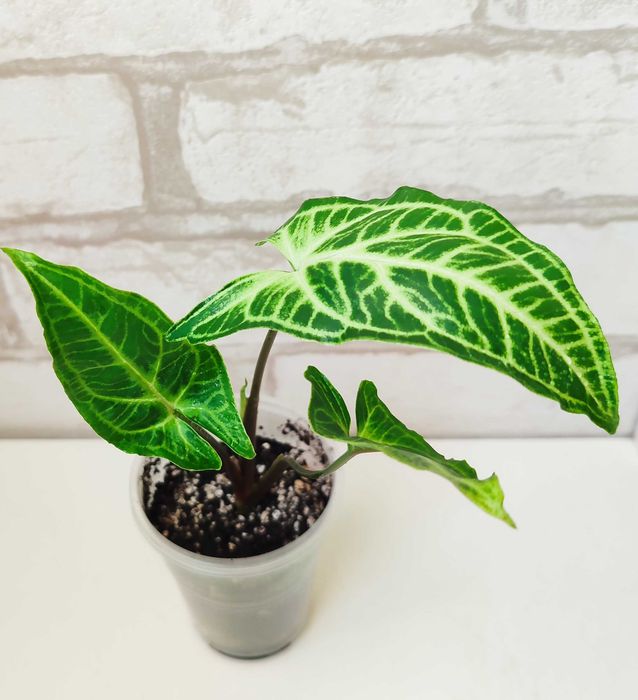 Сингоніум Піксі, Неон Пінк, Пінк Сплеш, Christmas