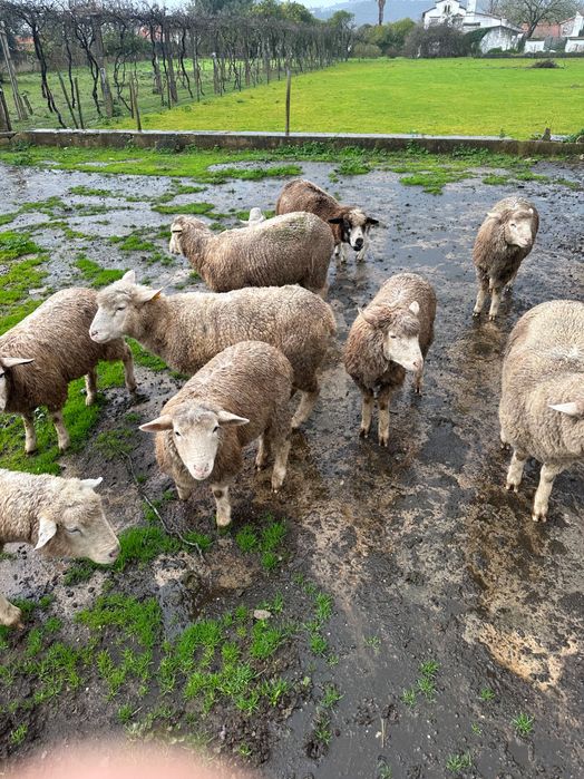 Ovelhas Île-de-France